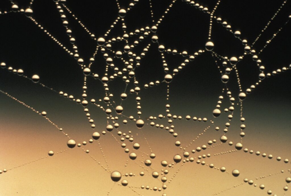 A photo of dew drops caught on a spider web against a gradient backdrop